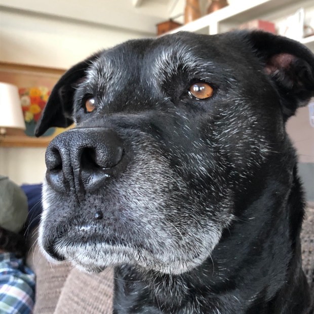 A photo of Laz, a dignified black lab/pit bull mix.