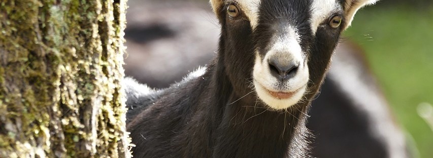 Picture of a Goat